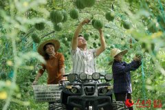 澳门太阳城赌场_澳门太阳城网址_澳门太阳城网站_该基地采用网架栽培技术种植